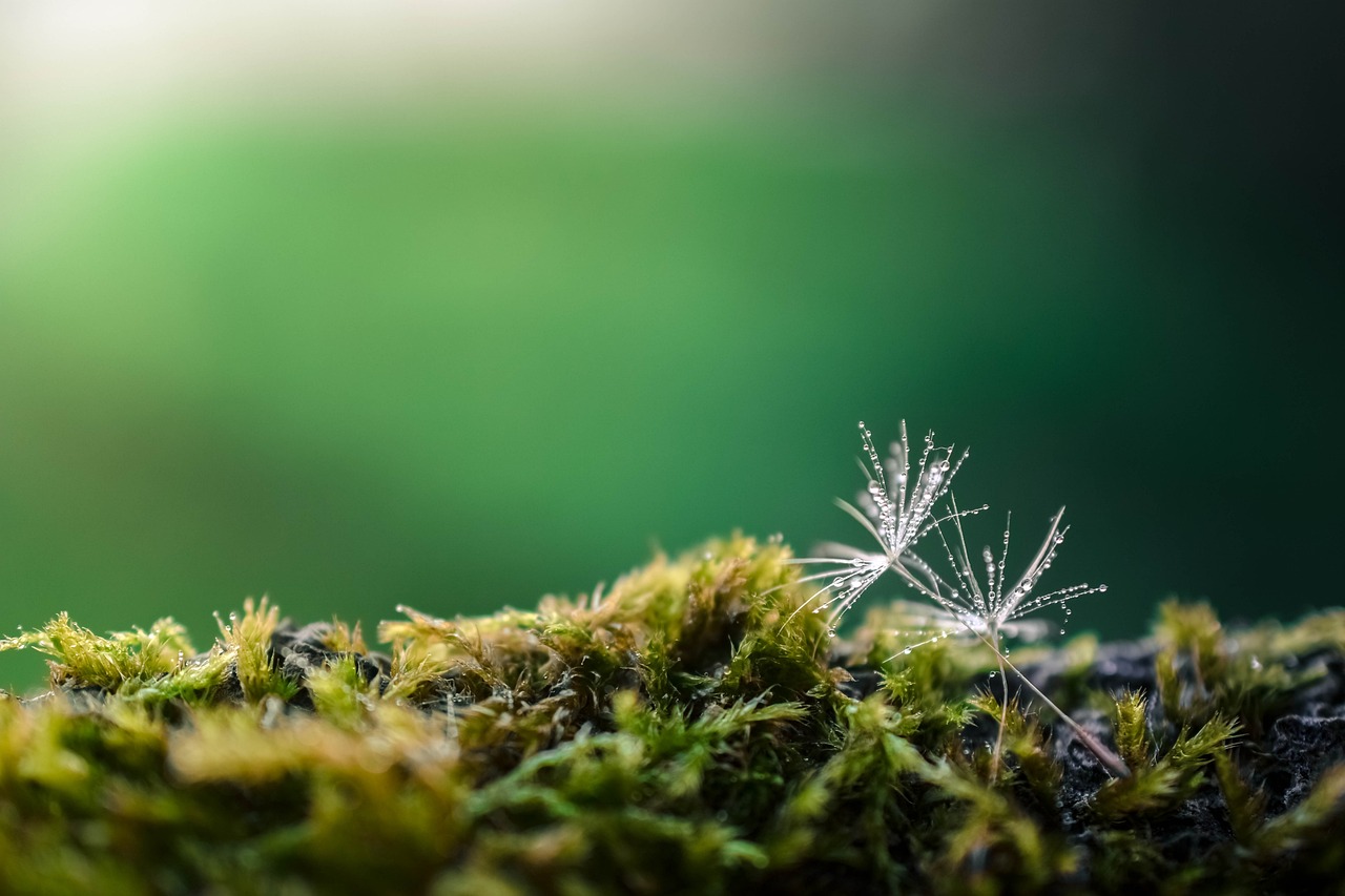 dandelion, seeds, moss-1737324.jpg