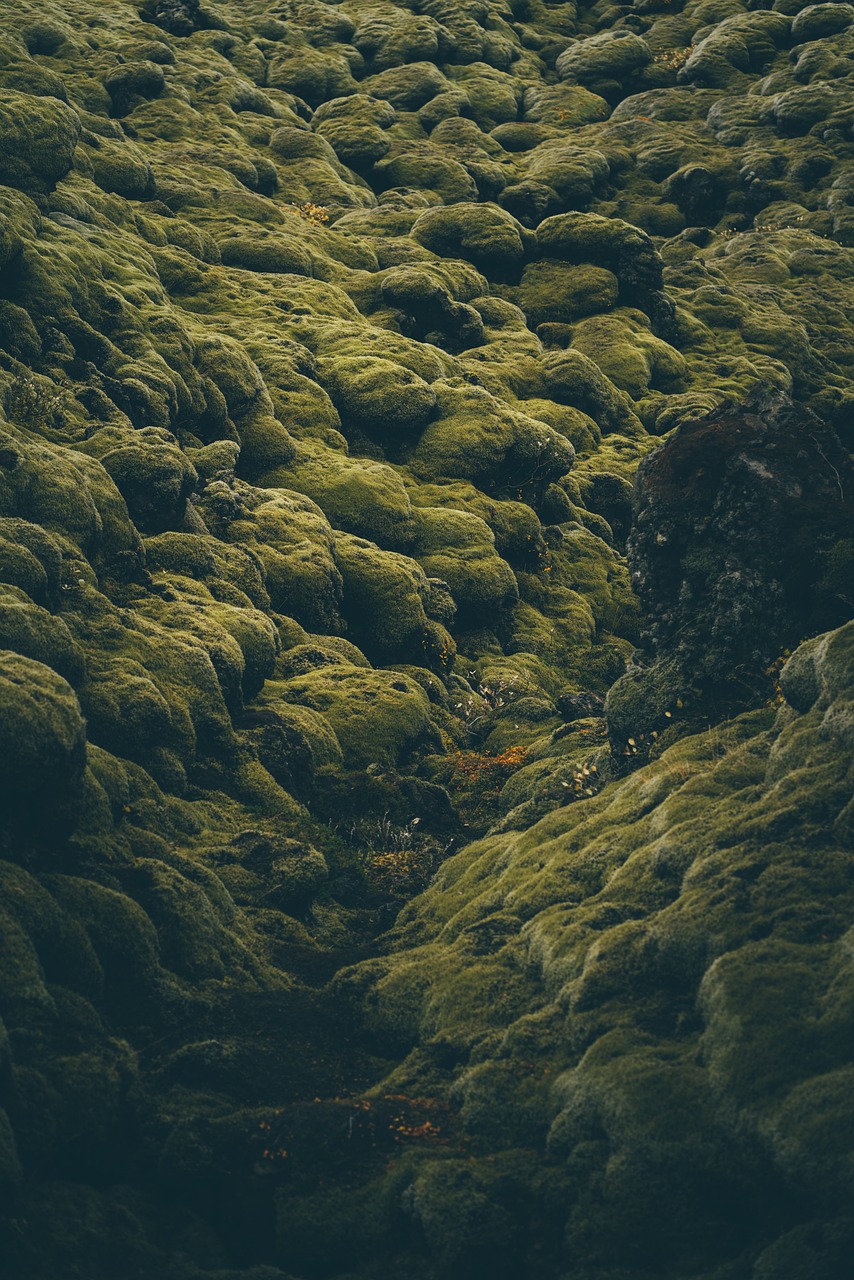 iceland, moss, plant-3824494.jpg