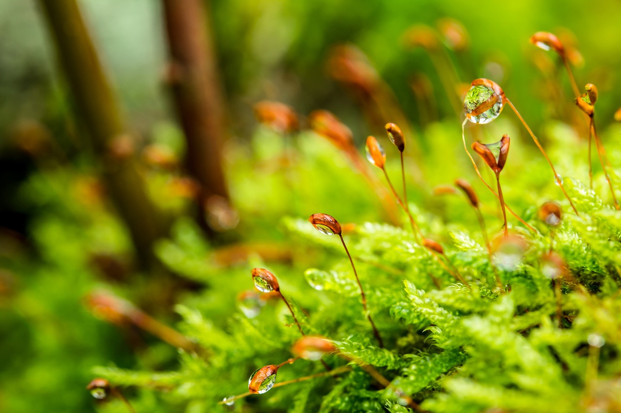 moss, dewdrop, forest floor-3101476.jpg